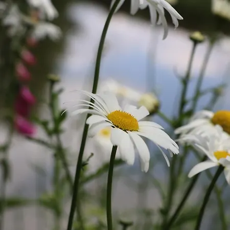 Semesterbostad Sous-terre *